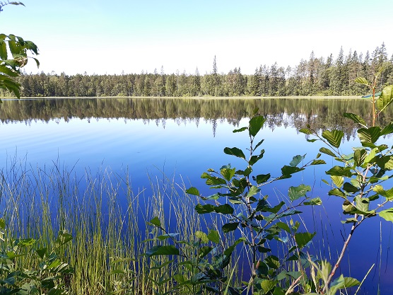 Kurvinjärvessö ei ole sinilevää_556px